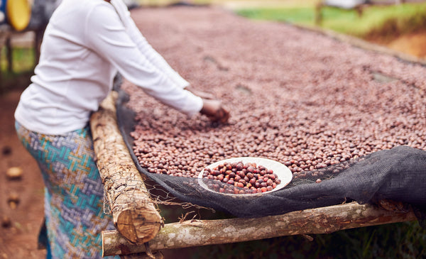 Funky Fruits 2.0: Light Roast (SO)