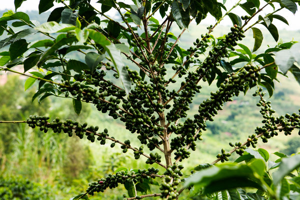 Funky Fruits 2.0: Light Roast (SO)