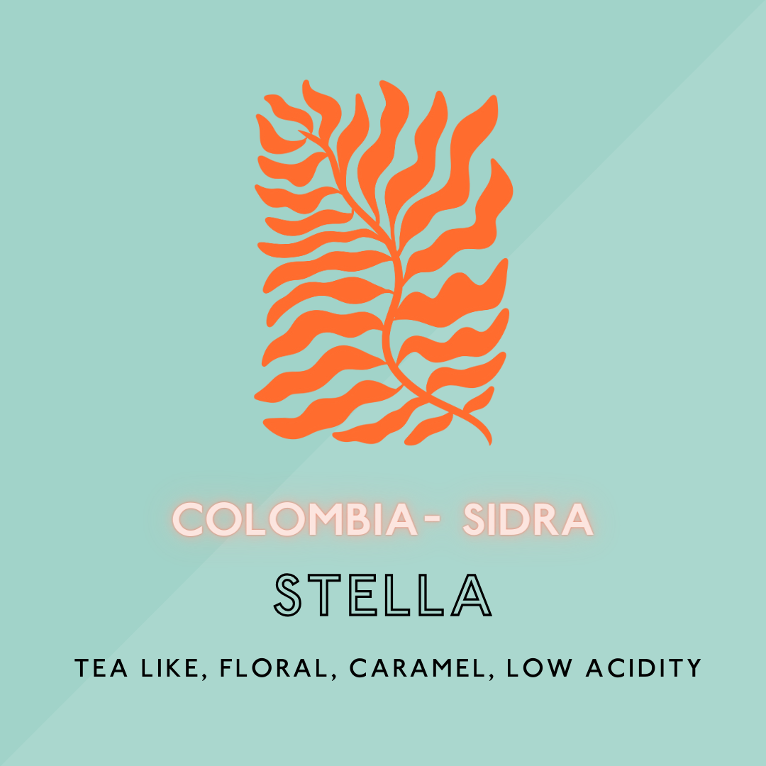 Stella: Sidra/Light Roast (SP)
