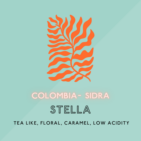 Stella: Sidra/Light Roast (SP)