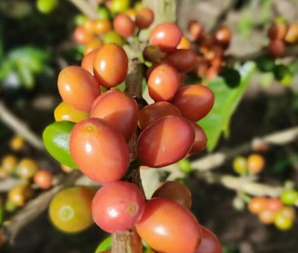 Anthony Bourbain: Light Roast (SP)
