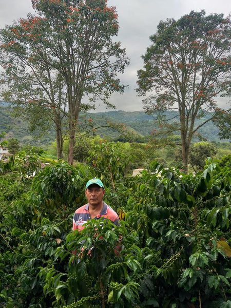 The Light Roasts - Sampler Pack