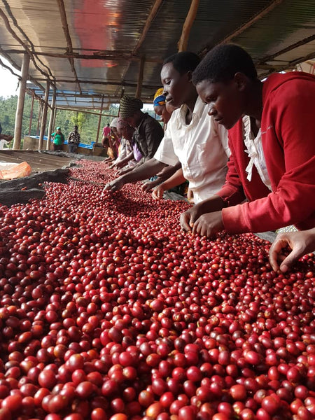 The Light Roasts - Sampler Pack