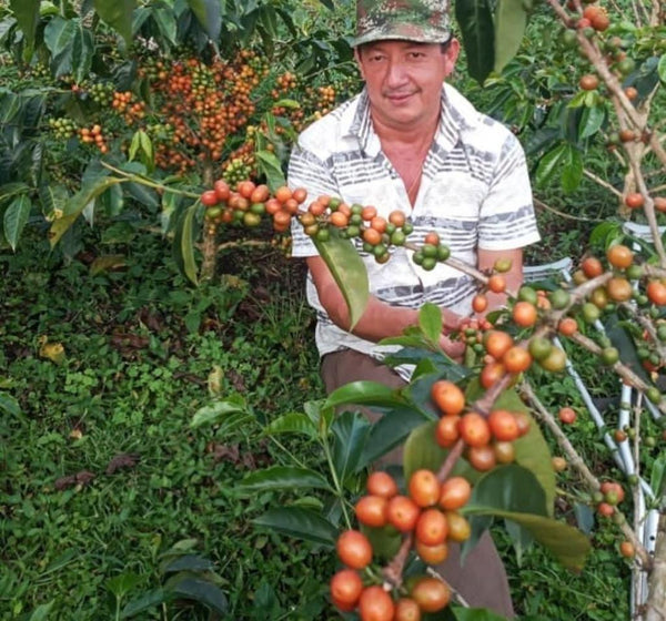 The Light Roasts - Sampler Pack