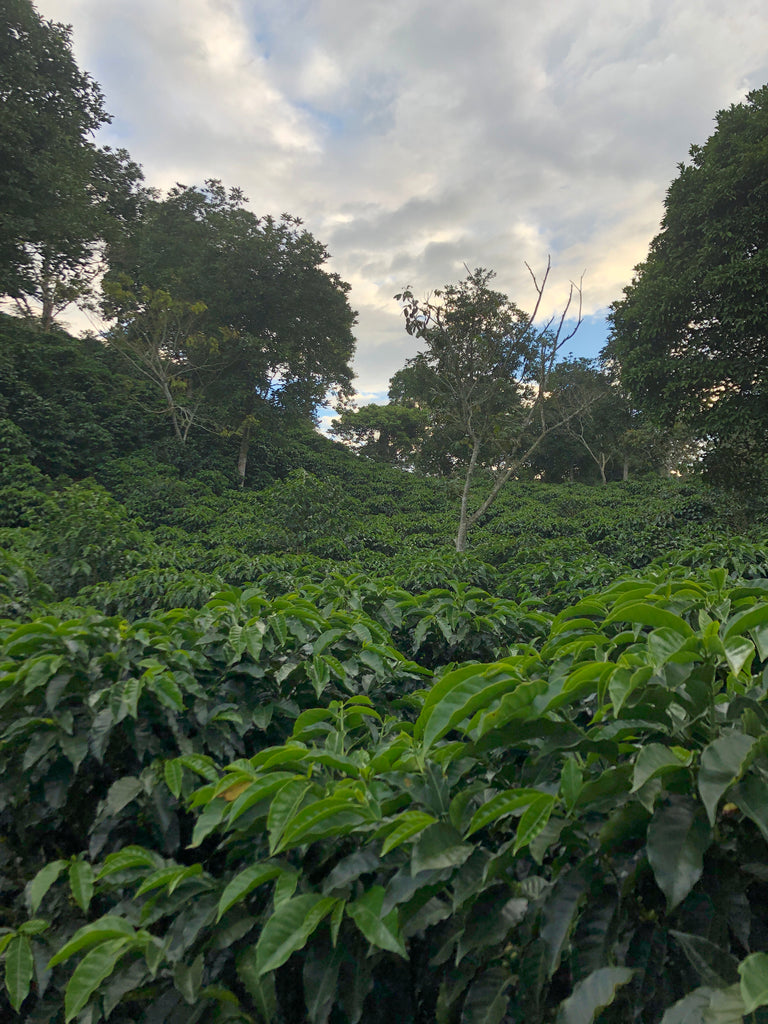 A Long Read on Accountability from our Friends and Partners at Semilla Coffee: Who Watches The Watchers? Towards a Politics of Accountability in Specialty Coffee