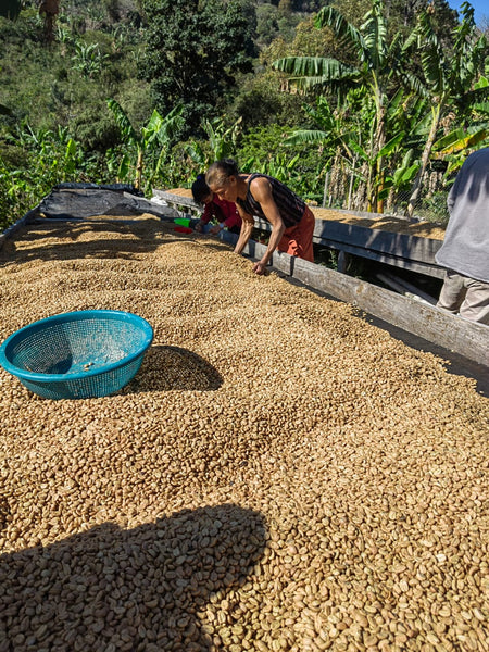Warmth in the Wilderness: Typica/Washed Anaerobic (SP)