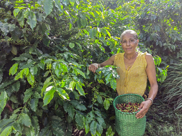 Warmth in the Wilderness: Typica/Washed Anaerobic (SP)