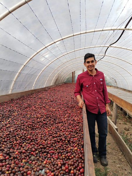 Zapped: Natural Light Roast (SP)