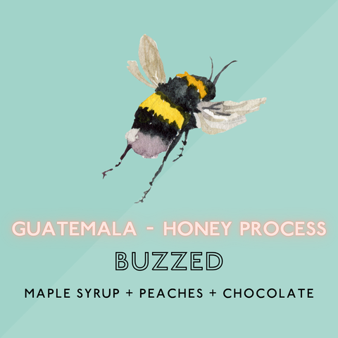 Buzzed: Honey Light Roast (SP)