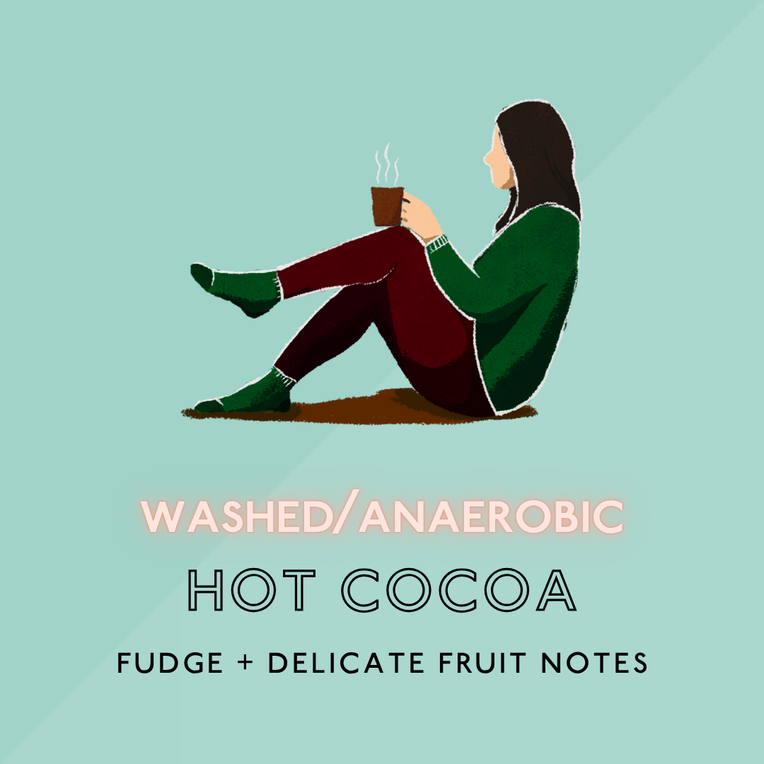 Hot Cocoa: Medium Roast (SP & SO)
