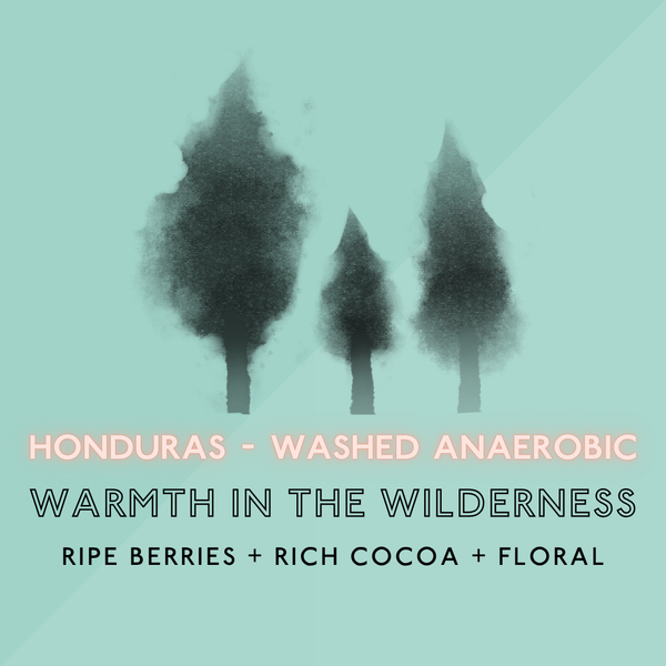 Warmth in the Wilderness: Typica/Washed Anaerobic (SP)