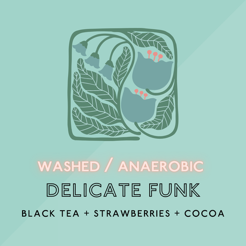 Delicate Funk (Washed/Anaerobic): Light Roast