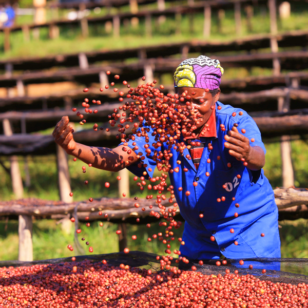 Taster Flight (5x227g)