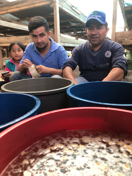 Esnaider: Sidra/Light Roast (SP)