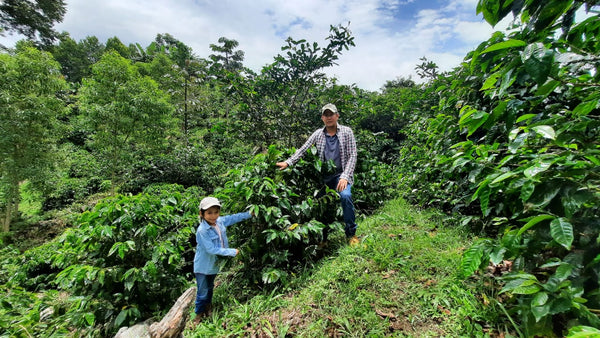 Sun & Life (Natural): Light Roast (SP Micro lot)