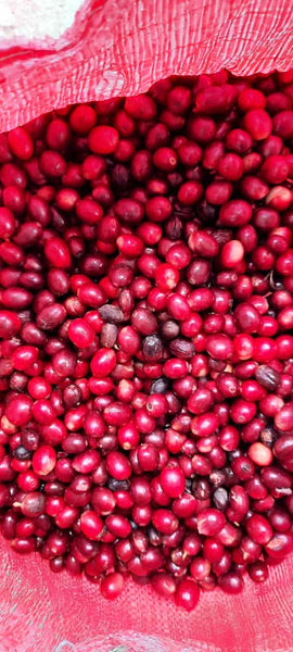 Experimental Coffees - Sampler Pack